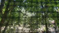 Rus Olive Lodge Skardu