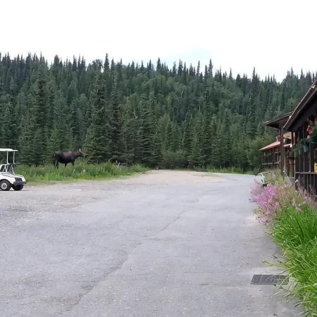 White Moose Lodge Отели в г. Денали