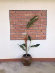 Baansuan Suksangob Farm Stay Hotels in Palian