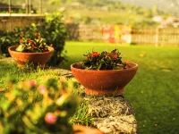 Contrada Willow - Linden trees Hotels in Milo