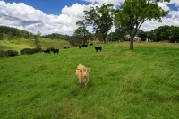 Be amongst nature in the 1890s farmhouse - a time you will never forget.