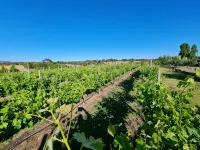 Cottage Amongst The Vines Hotels in Creswick