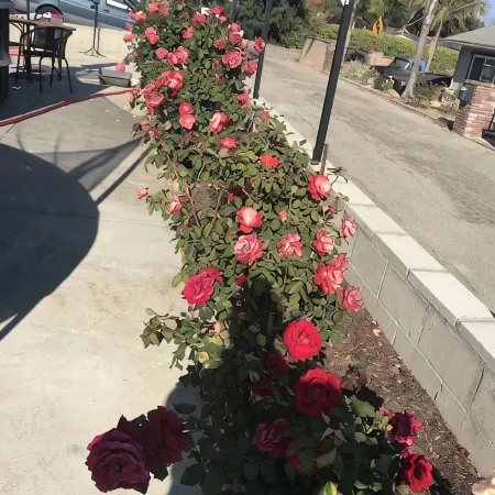 Meticulous Private House @Camarillo Heights-82" TV, Beach/Shopping