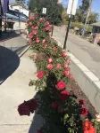 Meticulous Private House @Camarillo Heights-82" TV, Beach/Shopping - 4-Star