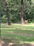 RECENTLY UPDATED Lake Texoma Private Acreage! Sleeps 8. Pet Friendly. 3 acres. - 2-Sterne