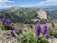 Luxury Island Park Cabin - 20 miles from Yellowstone Entrance - Chalets