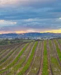 Casita Azul - historic duplex in the heart of downtown Paso Robles