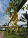 Coconut Garden Resort - Villas