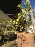 Riad Tizwa Fes - สวนน้ำ