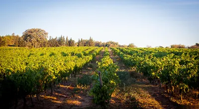 Marsanne Cottage for 2+2 People in the Heart of the Vineyard