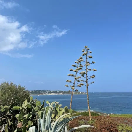 Apartment Benvenuti Calvi the beach with feet with 3 min, terrace, carpark, swimming pool