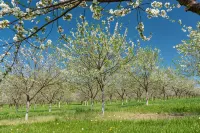 A Historic Completely Restored Home on a Five Acre Cherry Orchard- Pet Friendly!