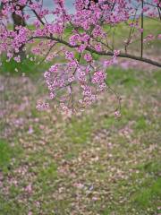 桃花の故里