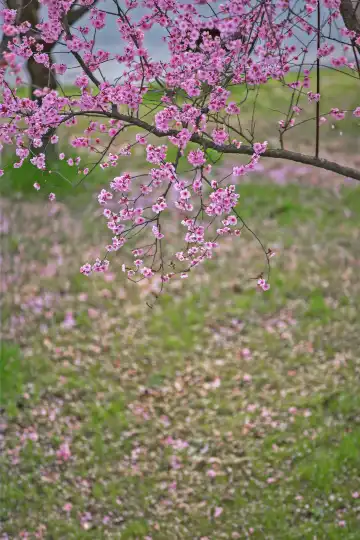 Hotels in der Nähe von Hometown of Peach Blossom Scenic Area