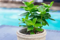 African Sands B&B Hotels in Kingsburgh
