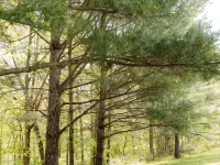 Lumber Lodge RRG - COMFY WOODSY STAY - in RRG/Auxier Hotels in Wolfe County