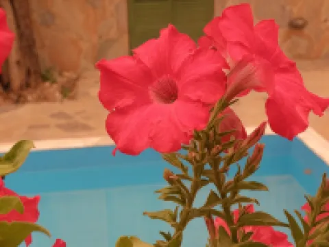 Ampoulos Rooms & Apartments Hotels in Mytilene