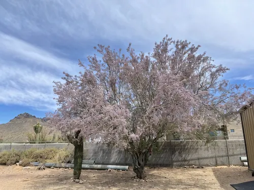 Desert Ranch House tucked into Nature's Beauty all around!