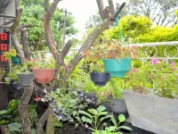 Highcliffe Guest House Hotels in Haputale