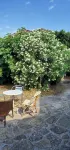 Old farmhouse in the heart of the 'Slovenian Tuscany' - Homestays
