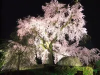 Sotetsu Fresa Inn Kyoto-Shijokarasuma - románticos