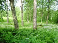 Koivuniemi Hotels in Sonkajarvi