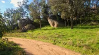 Wake with the Kangaroos: Sunrise Cabin Escape in Mudgee - Bungalows