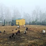The Hive - Yurt on Hobby Farm