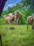 Bright Sun Safari