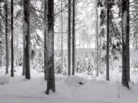 Metsäpirtti Hotels in Asikkala