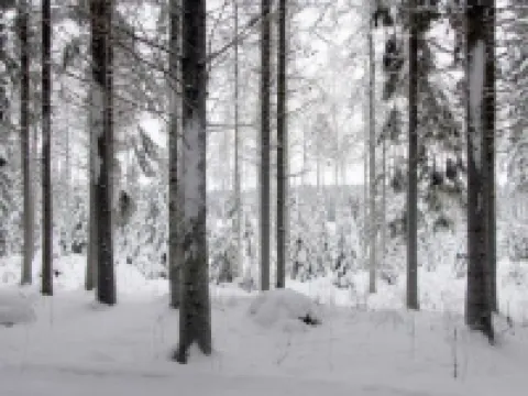 Metsäpirtti