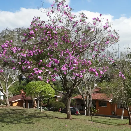 Alvorada Farm - Swimming Pool, Tennis Court and Mountain Climate
