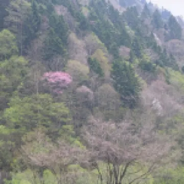 ยุโนะซะวะ ออนเซน โมริ โนะ ชิกิ