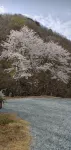 Yangsan (Baenaegol) Dainchon Pension - เพนชั่น