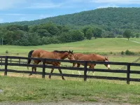 Beautifully renovated 1780 historic estate and horse farm - 4-Star