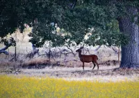 Private Home at the foot of Yosemite National Park - Homestays