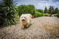 Lovely cottage in Chianti, on Tuscan organic ecoturismo with pool & sunset views