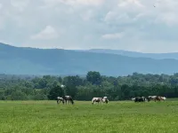 Riverfront Cabin – Summertime Escape in the Shenandoah Valley - Træningscentre