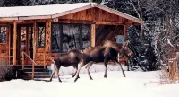 Moose Twin Cabins.