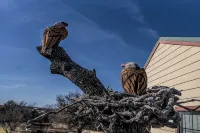 鷹巢：距迪凱特廣場數分鐘的迷人綠洲公寓 - 3星級