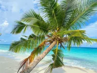 Tme Retreats Dhigurah - Beach