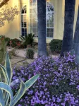 Cactus Garden Cottage…Best Location!! - 4-نجوم