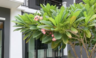 a large tree with green leaves and pink flowers is growing in front of a white building at Baan Kieng Tawan