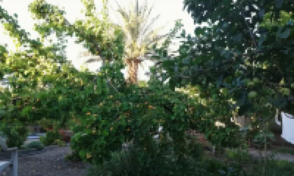 bassatine skoura Hotels in 