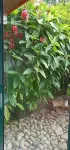 Finca San Miguel Filandia