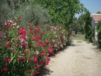 Holiday flat of the size of 45 m² on a large estate with pool close to Arles - Apartments