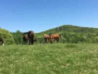 Charming Farmhouse on Beautiful Horse Farm - 4-Star