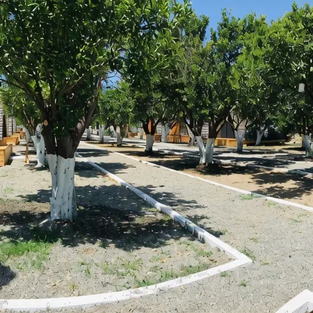 Limon Datca