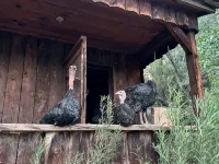 Orchard House at Sand Creek Homestead - 4-Star