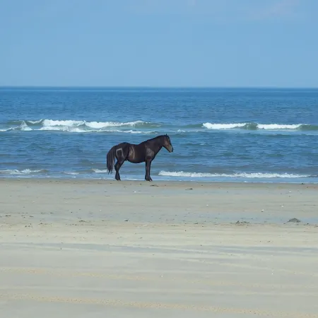 Octopus Oasis, Horses/Sea Turtles 4X4 a Must Pets OK. Jacuzzi. Carova Beach